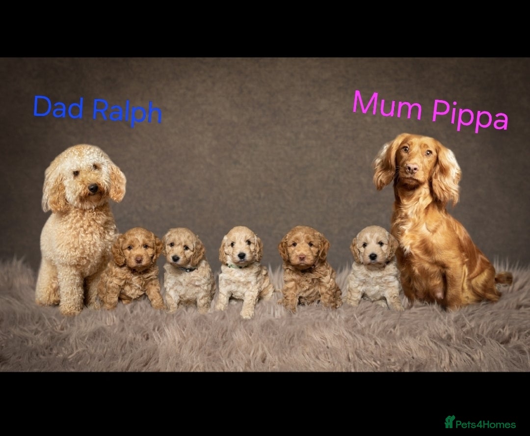 Cockapoo dogs Beautiful F1 Cockapoo Puppies  - Advert 1