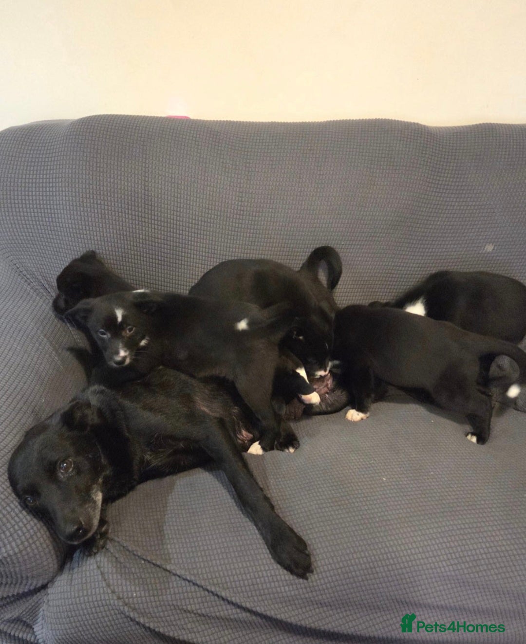 Mixed Breed dogs for sale: Australian Kelpie X Border Collie - Advert 2