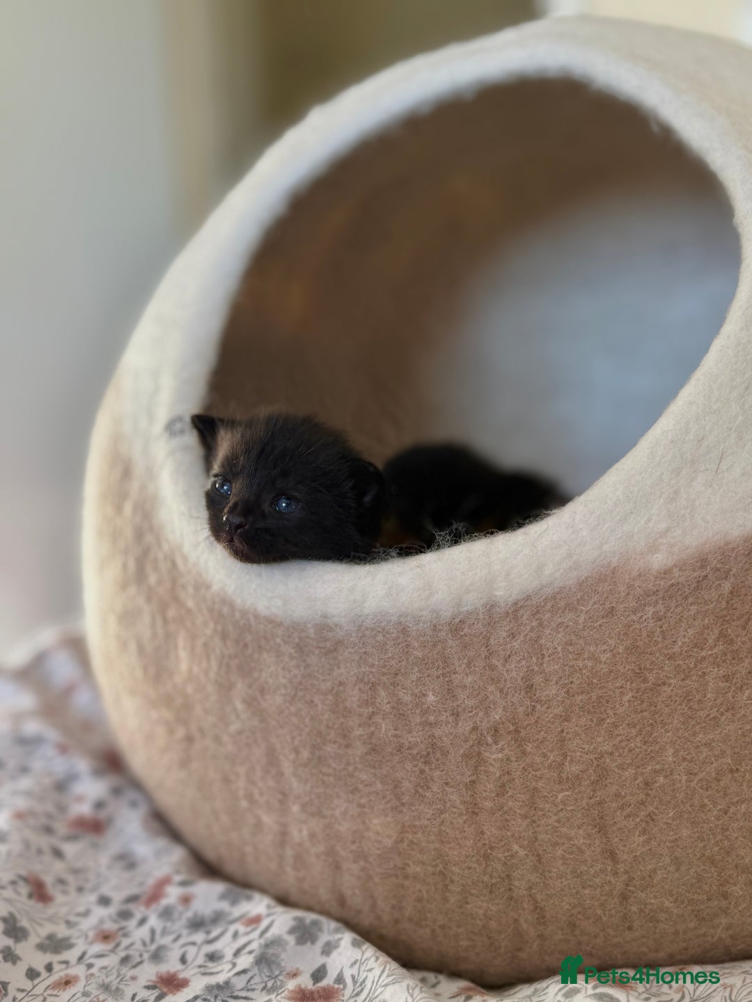 Domestic Shorthair cats for sale: Gorgeous fluffy kittens - Advert 10