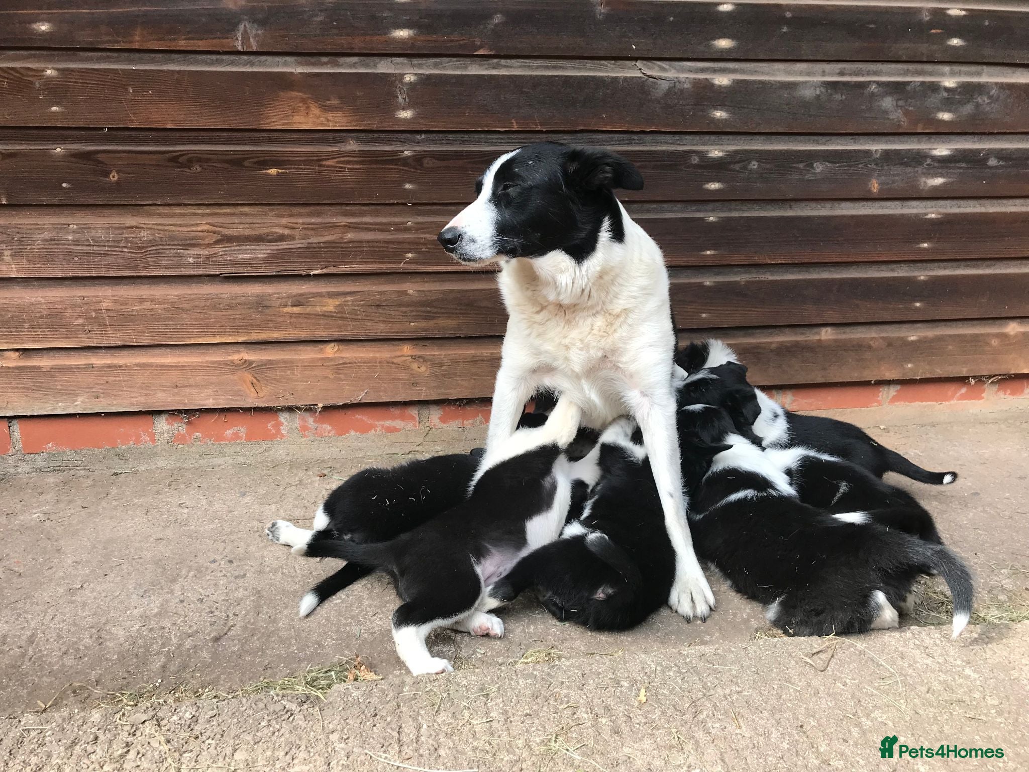Border Collie dogs QUALITY BORDER COLLIE PUPPIES CHAMPION LINES - Advert 3