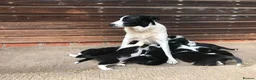 Border Collie dogs for sale: QUALITY BORDER COLLIE PUPPIES CHAMPION LINES in Cardiff - Advert 1