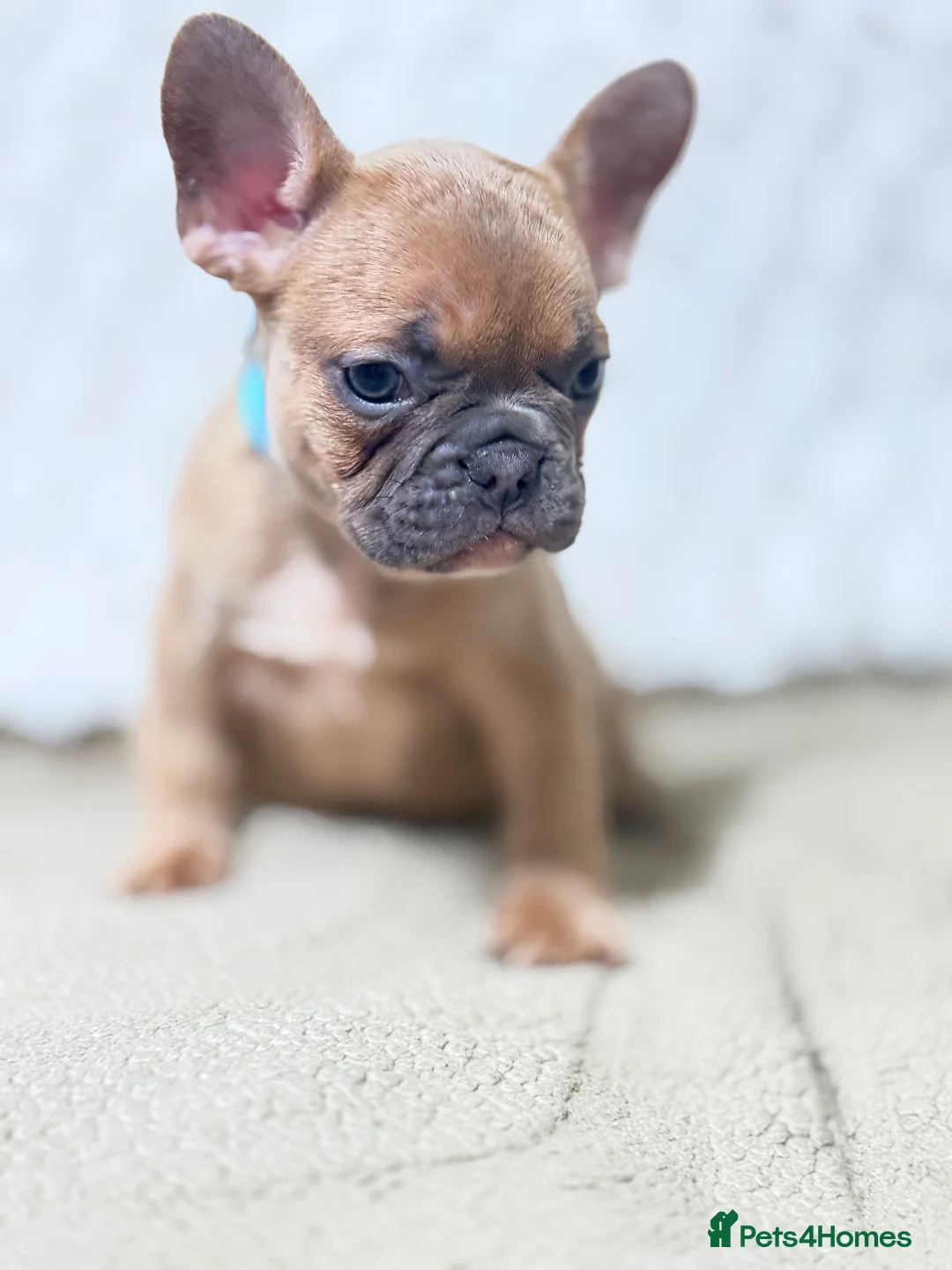French Bulldog dogs for sale: Frenchie pups  - Advert 23