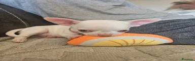 Chihuahua 2