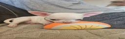Chihuahua dogs for sale: 5 beautiful chihuahuas in Maidstone - Advert 15