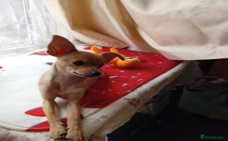 Miniature Pinscher dogs - Advert 5