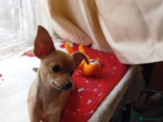 Miniature Pinscher dogs - Advert 3