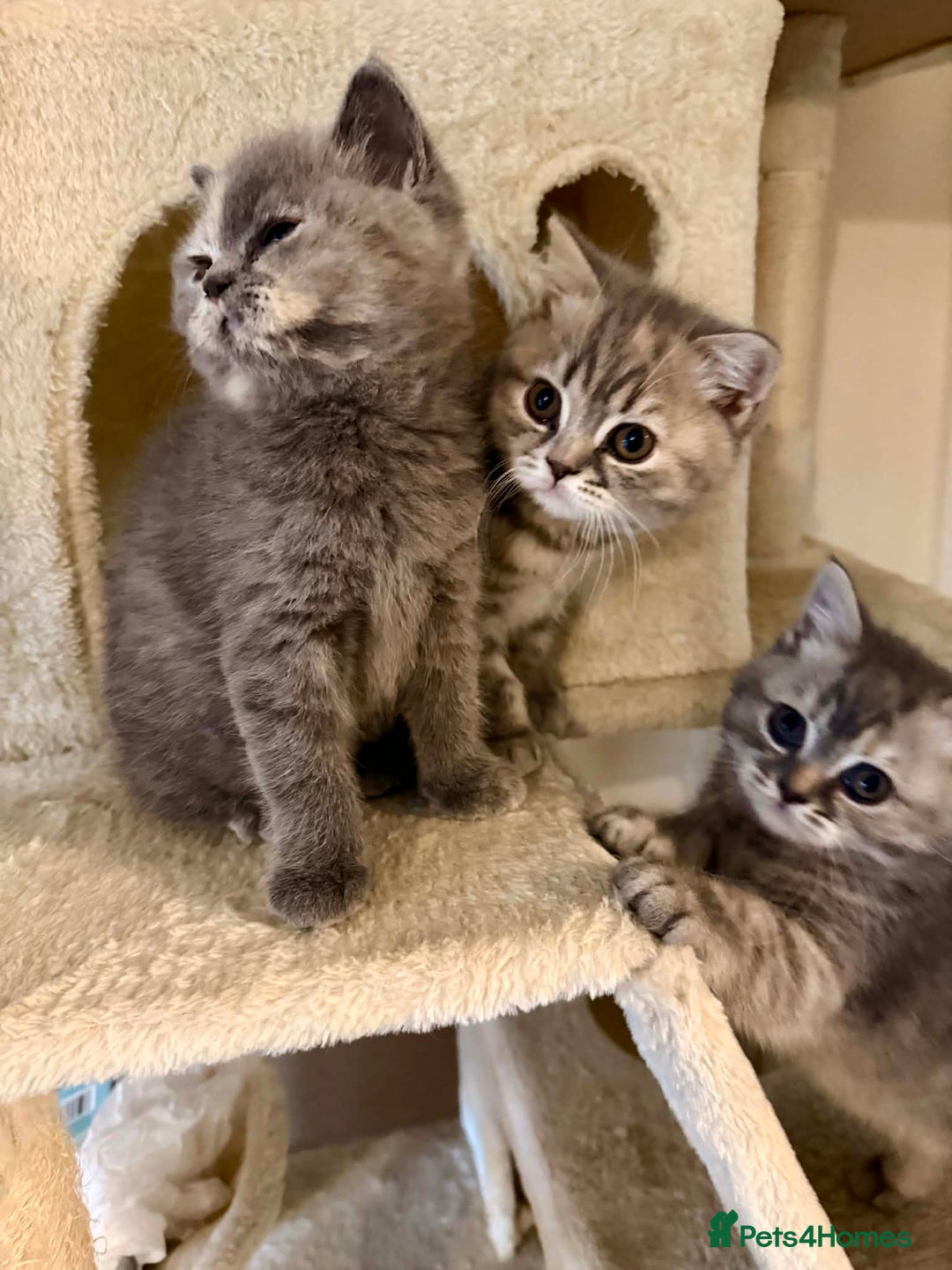 British Shorthair cats for sale: British Shorthair Kittens - Advert 5