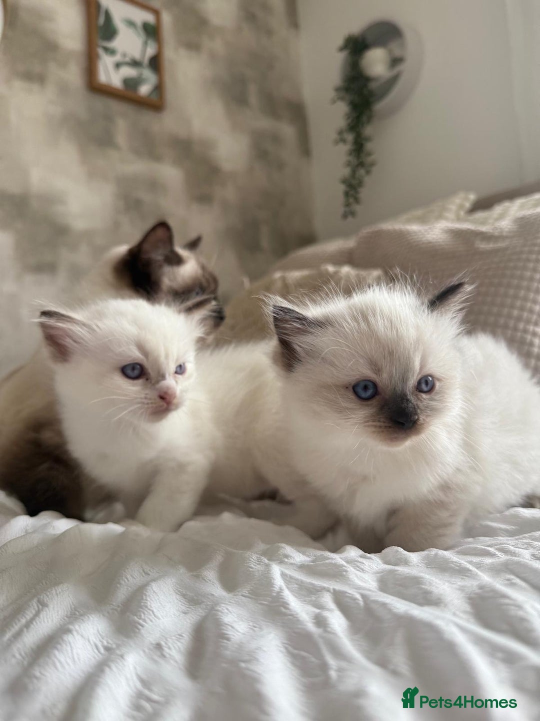 Ragdoll cats for sale: 🌸 Beautiful Purebred Ragdoll Kittens 🌸 - Image 11