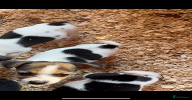 Jack Russell dogs - Advert 13