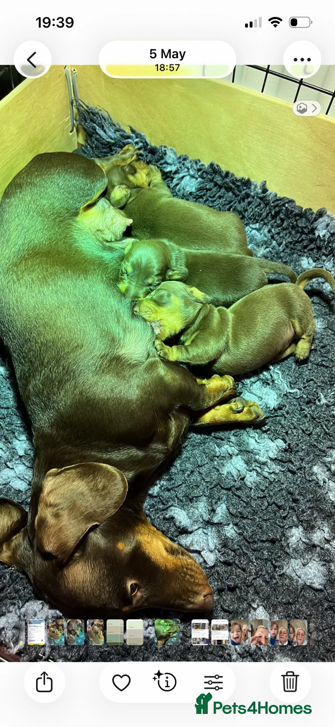 Miniature Dachshund dogs for sale: Genuine miniature dachshund  - Advert 1