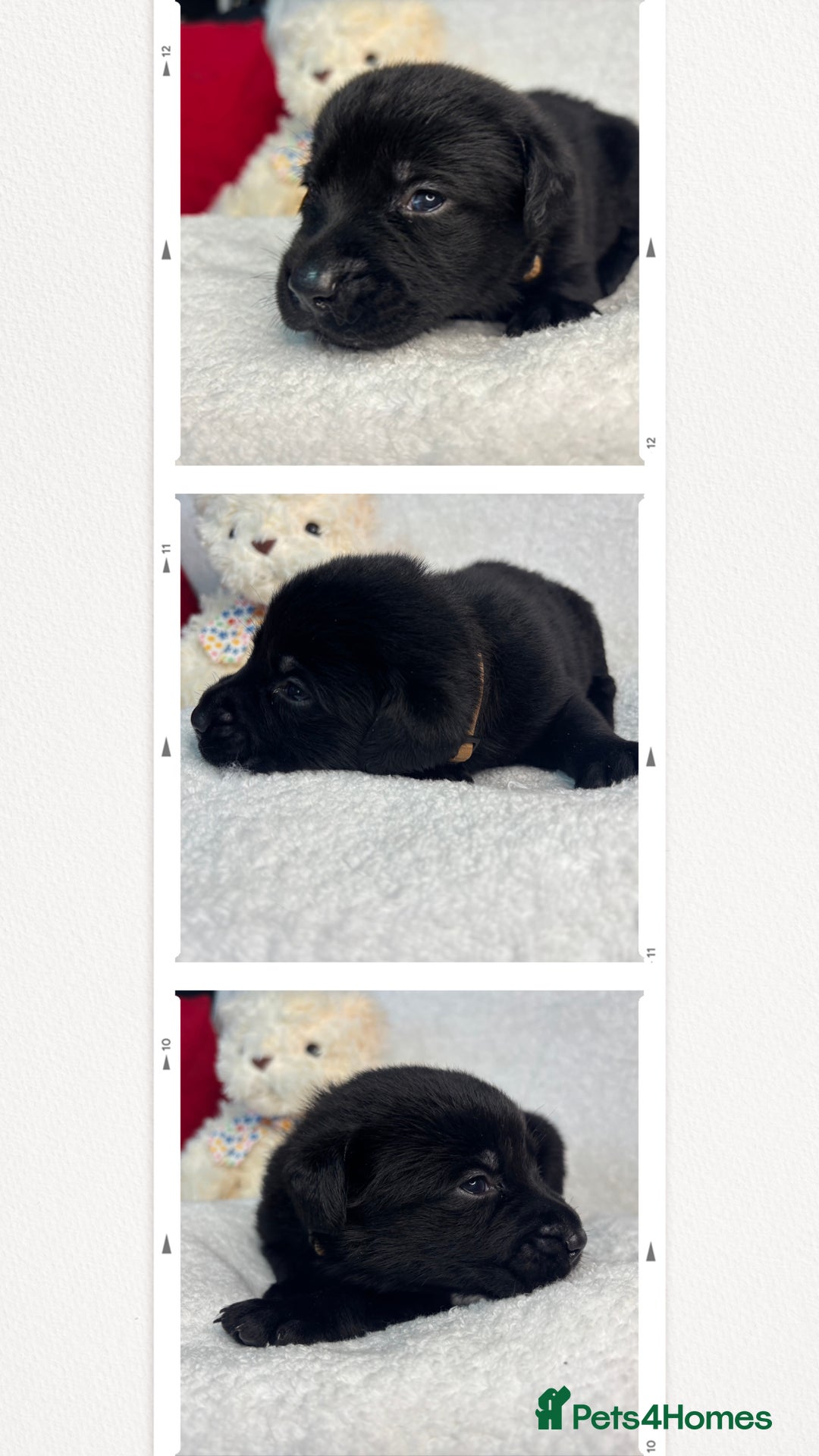 Labrador Retriever dogs for sale: READY NOW. LABRADOR PUPPIES. HEALTH CHECKS DONE  - Image 25