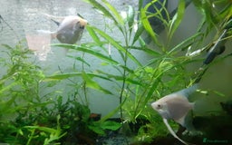Angelfish fish for sale: Angel fish, large multicoloured mixed sex - Image 2