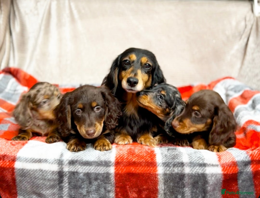 Miniature Dachshund dogs for sale: STUNNING CHOCOLATE LONG HAIRED BOYS - Image 6