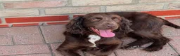 Cockapoo dogs for sale: F1 cockapoo pups in Enfield - Advert 1