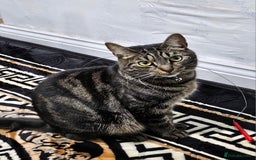 American Shorthair cats for sale: Free 3 year old male cat (needs rehoming) - Image 3