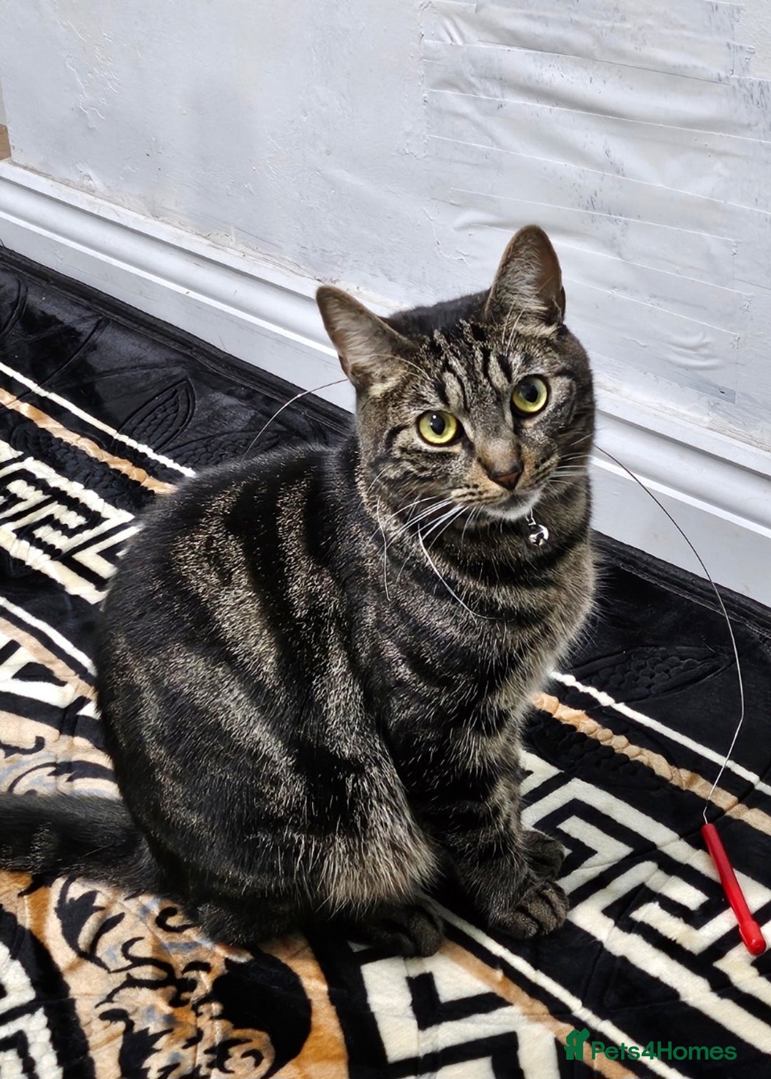 American Shorthair cats for sale: Free 3 year old male cat (needs rehoming) - Image 3