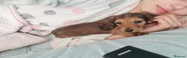 Miniature Dachshund 3