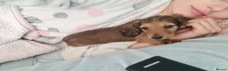 Miniature Dachshund dogs for sale: Gorgeous Miniature Dachshund Puppies in York - Advert 8