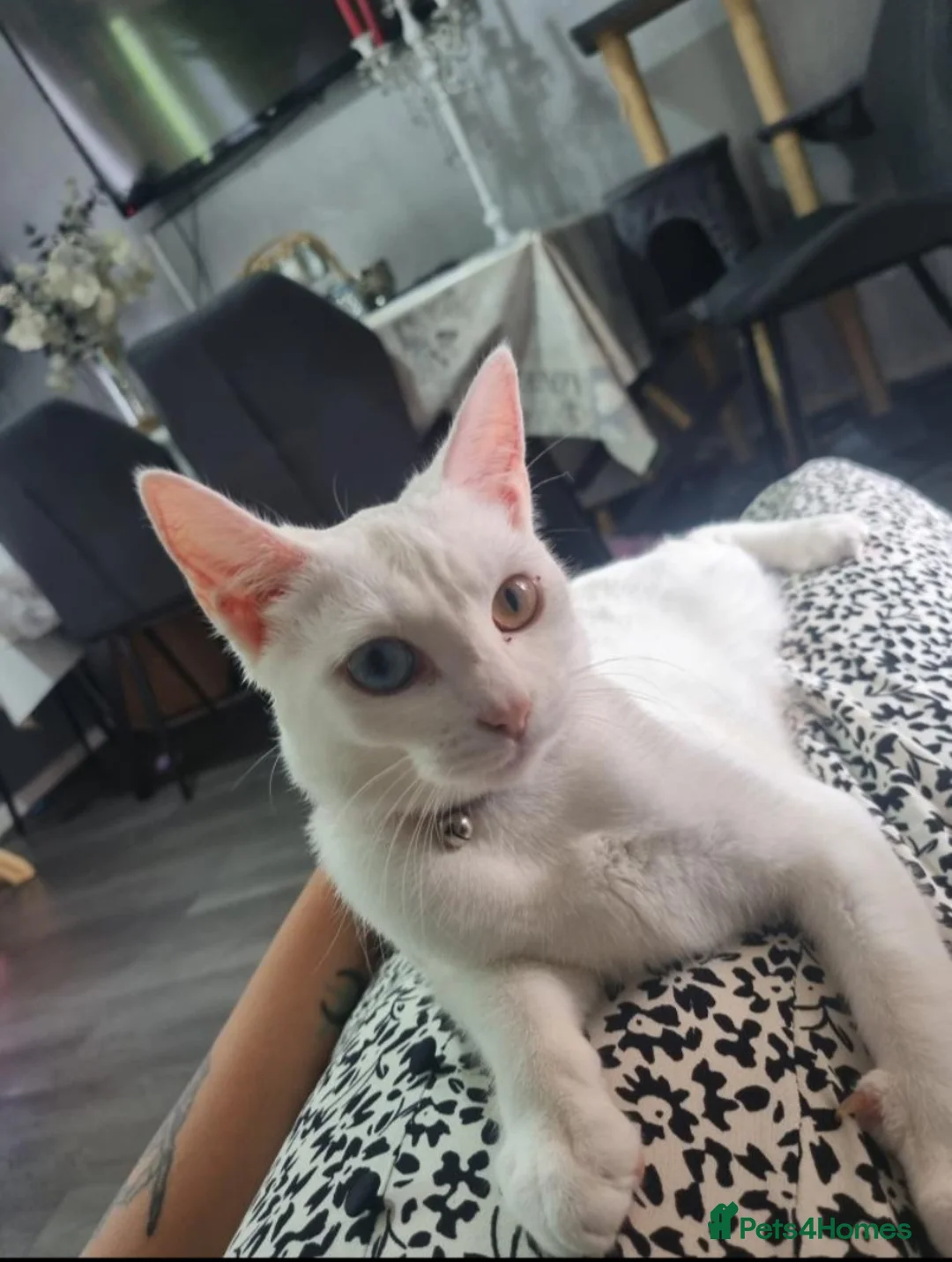 Khao Manee cats for sale: Khao Manee kittens for sale - Advert 1