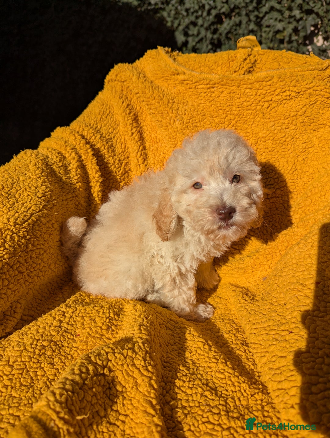 Miniature Poodle dogs for sale: Ready now Kc reg mini poodle pups for sale  - Advert 13