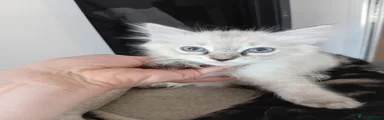 Ragdoll 1