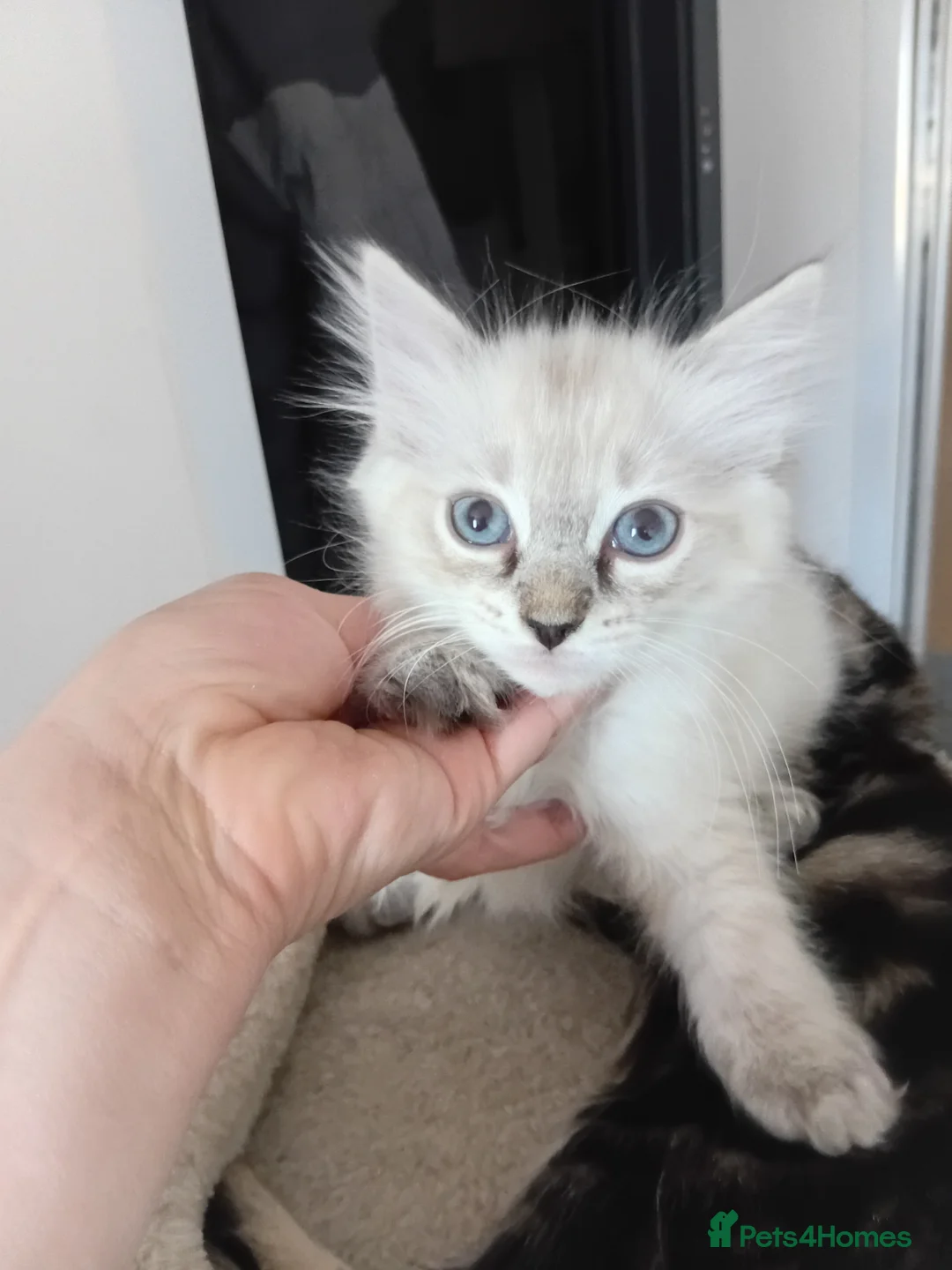 Ragdoll cats for sale: Ms girl - Advert 2