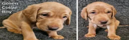 Labrador Retriever dogs for sale: Stunning Red Fox Labs-Health checked, KC Reg, FTCH - Advert 38