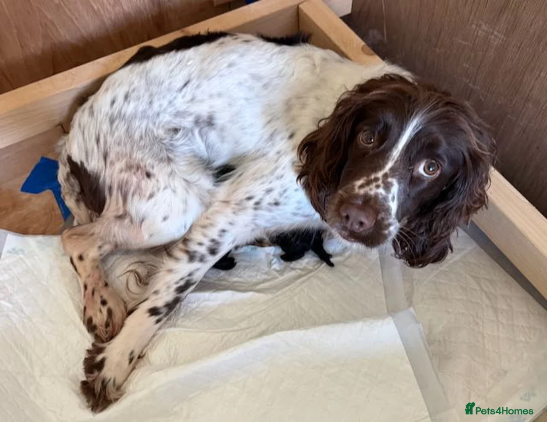 Sproodle dogs for sale: ADORABLE SPROODLE PUPPIES - Advert 1