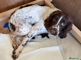 Sproodle dogs for sale: ADORABLE SPROODLE PUPPIES - Advert 1