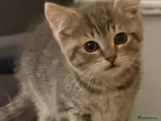 British Shorthair cats British short hair cross Bengal - Advert 3