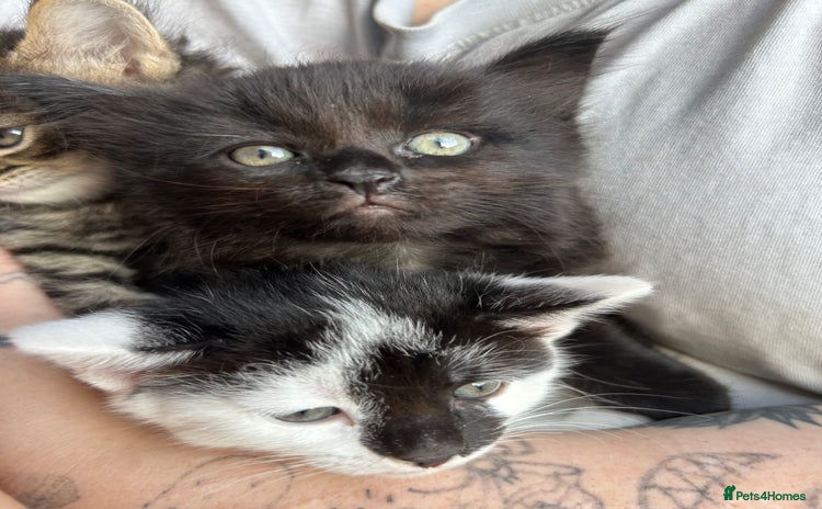 British Longhair cats - Advert 2