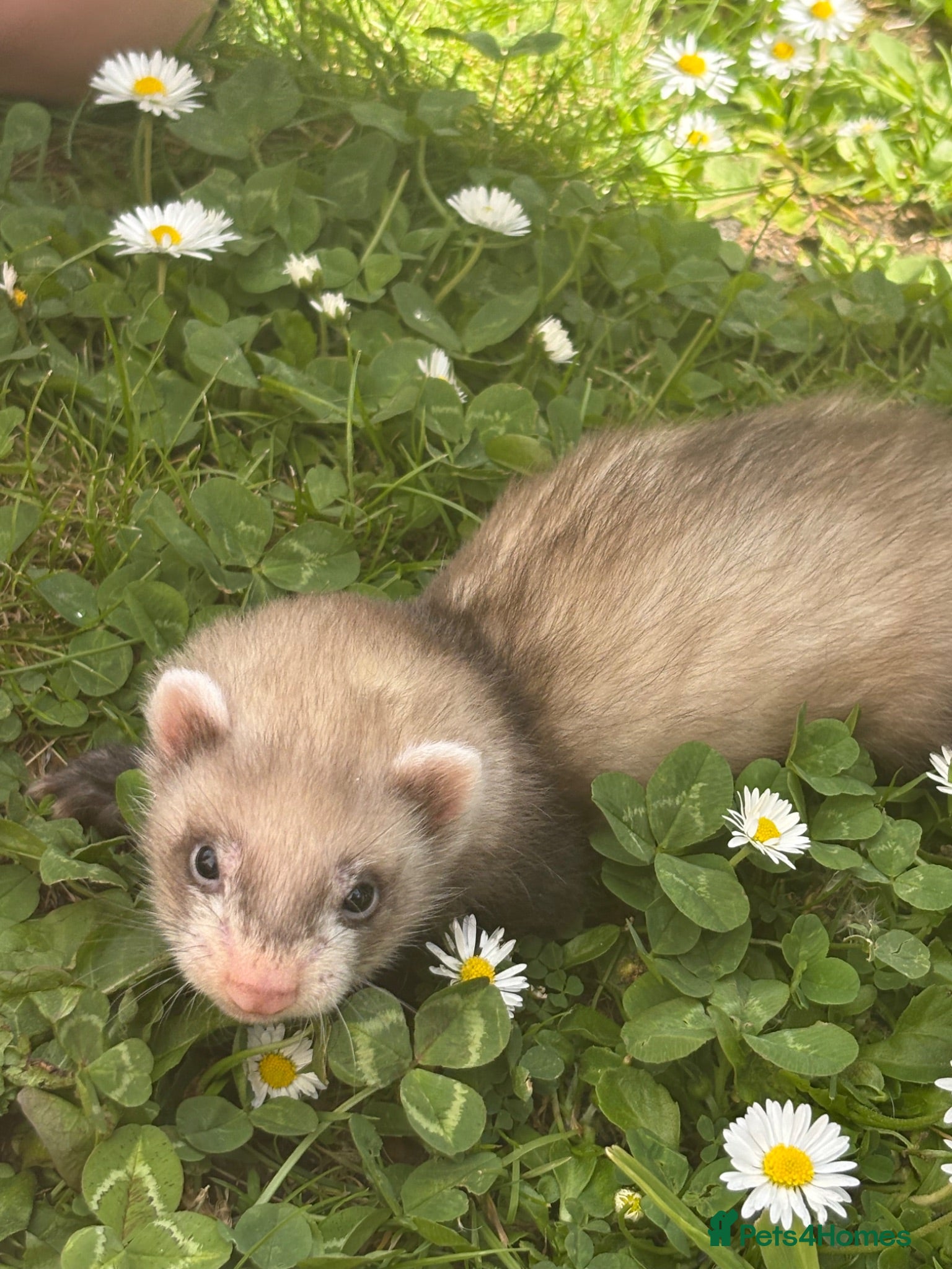 Ferret rodents 4 ferret kits left  - Advert 18
