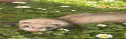 Ferret rodents for sale: 4 ferret kits left  - Advert 1