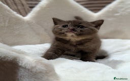 British Shorthair cats for sale: GCCF British Shorthair Chocolate&Lilac kittens - Image 5