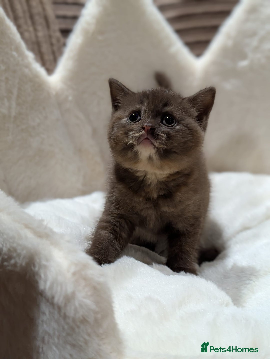 British Shorthair cats for sale: GCCF British Shorthair Chocolate&Lilac kittens - Image 5