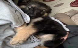 German Shepherd dogs for sale: German Shepard puppies  - Advert 15