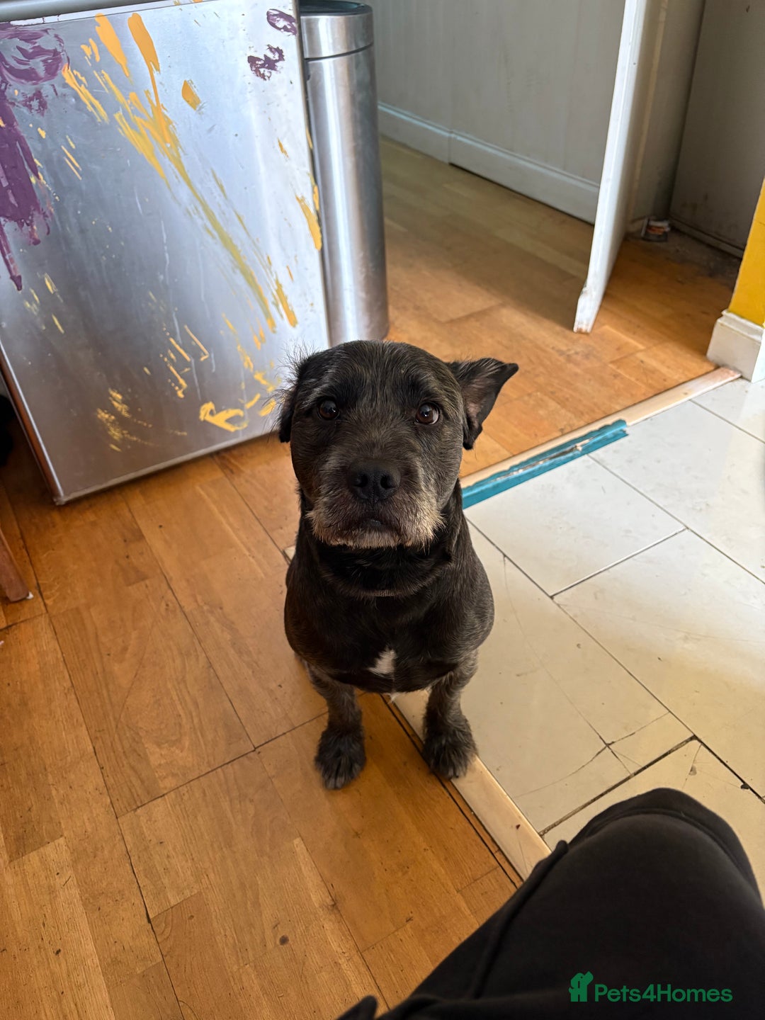 Mixed Breed dogs for sale: Mowgli/Mogi - Advert 6