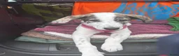 Lurcher dogs for sale: New home needed for Ruba - Advert 11