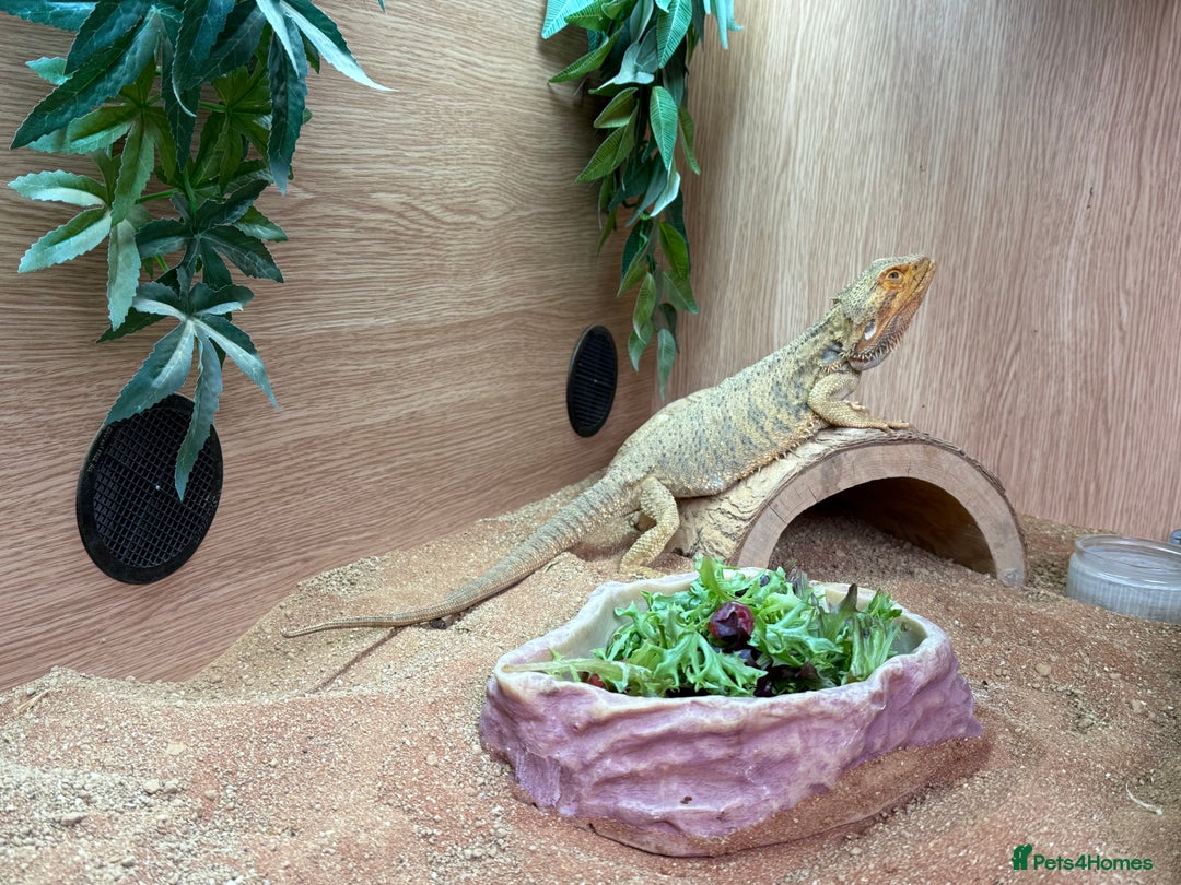 Bearded Dragon reptiles for sale: Adult Male Bearded Dragon & Setup - Image 5