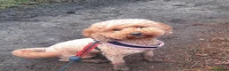 Cockapoo dogs for sale: Outstanding F1BB Health Tested Cockapoo - Advert 10