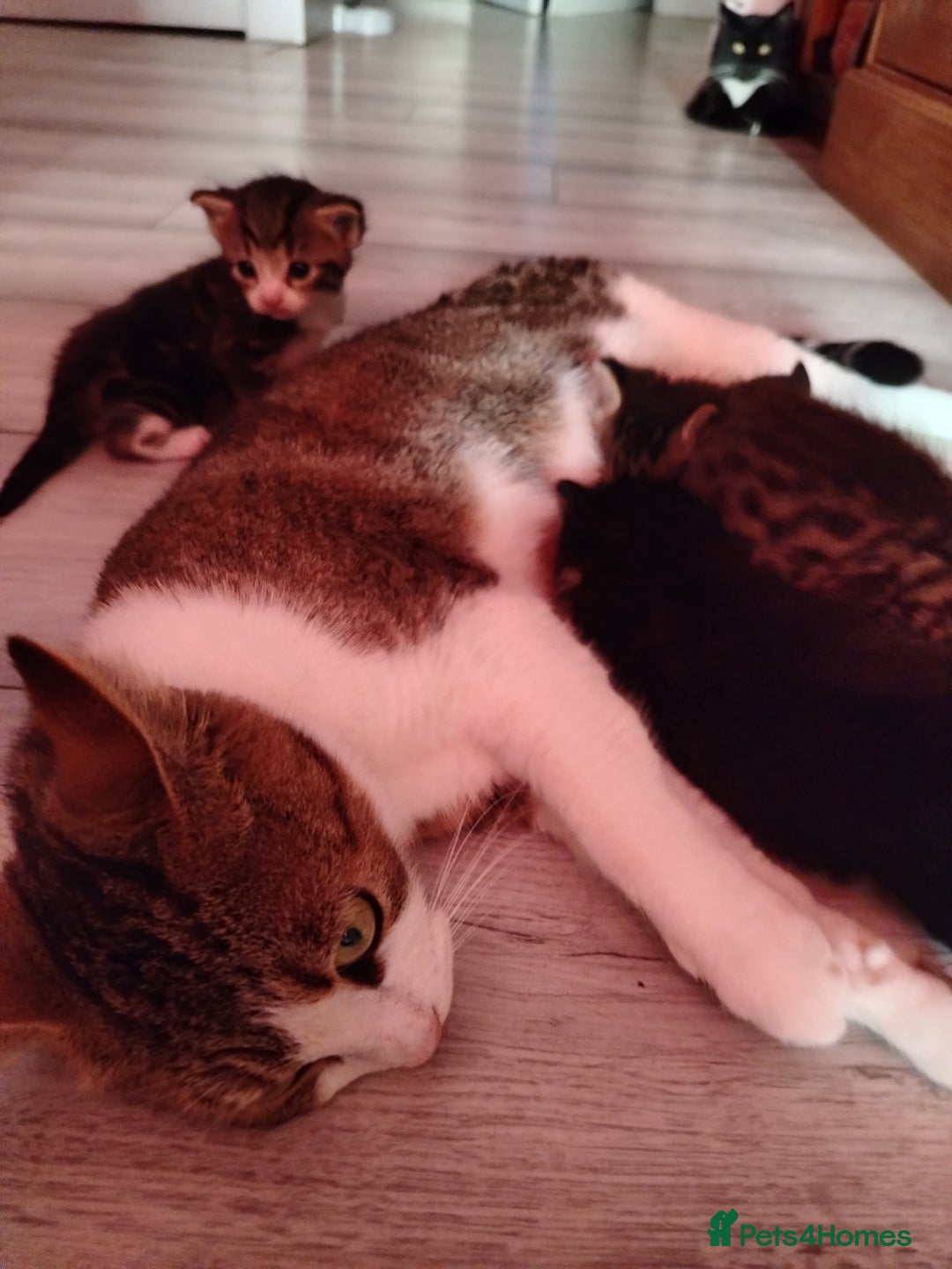 Abyssinian cats for sale: Cats..  - Image 3
