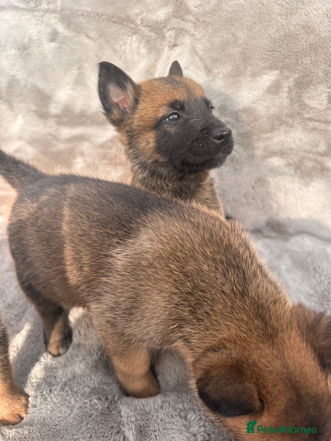 Belgian Shepherd Dog dogs for sale: Dutch Herder Puppies  - Image 16