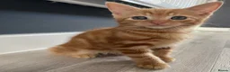 Mixed Breed cats for sale: Very sweet kittens - Advert 6