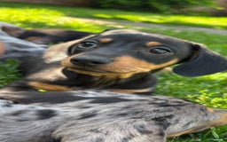 Miniature Dachshund dogs for sale: Blue/tan/dapple KC registered miniature dachshunds in Heywood - Image 1