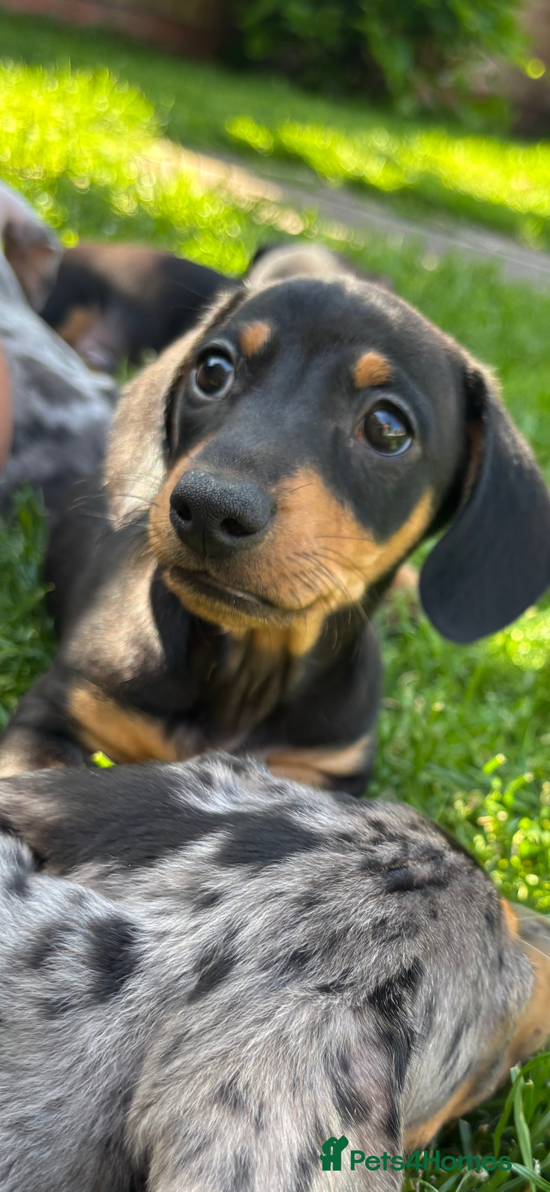 Miniature Dachshund dogs for sale: Blue/tan/dapple KC registered miniature dachshunds in Heywood - Image 1