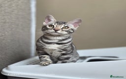 Bengal cats for sale: Bengal Kitten 2 - Outstanding Silver Rosetted Tica Bengal Kittens  - Image 12