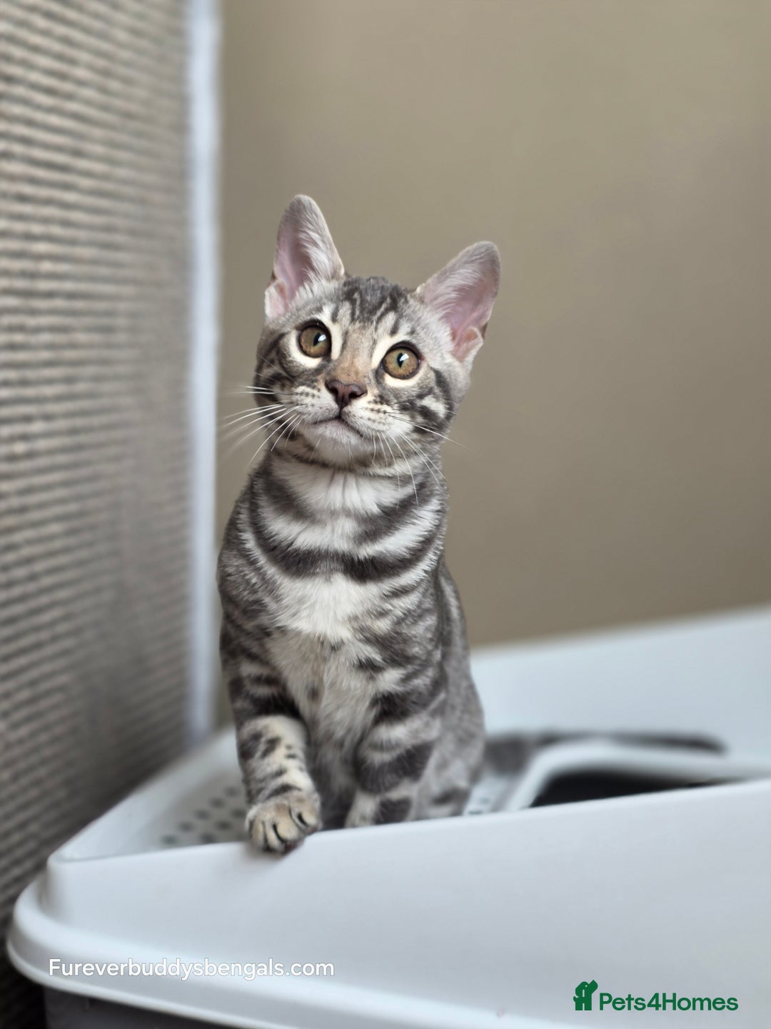 Bengal cats for sale: Bengal Kitten 2 - Outstanding Silver Rosetted Tica Bengal Kittens  - Image 12