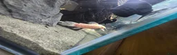 Catfish fish for sale: Hoplo Catfish and Corydora catfish in Manchester - Advert 5
