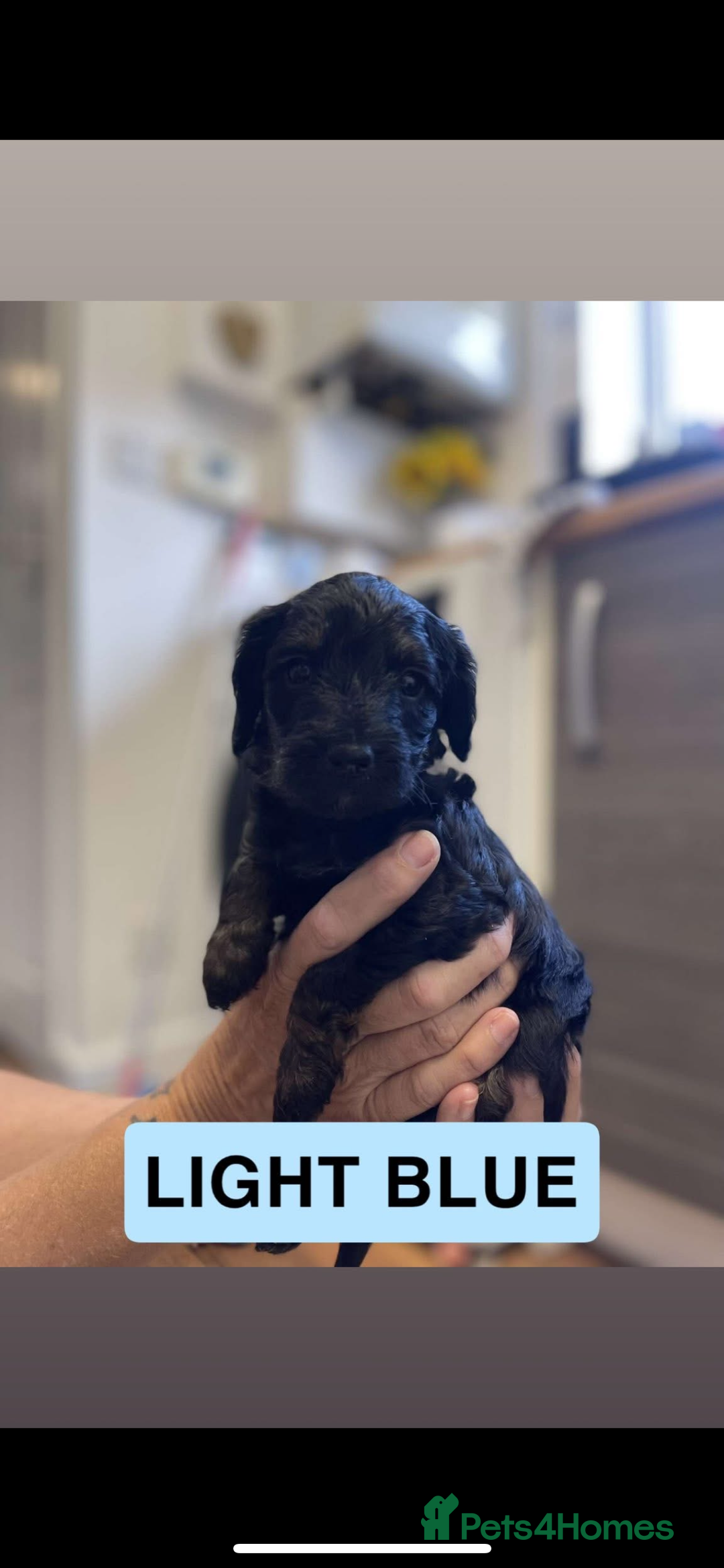 Cockapoo dogs for sale: 🐶ADORABLE F1B COCKAPOOS🐶  - Image 12