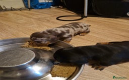 Miniature Dachshund dogs for sale: 2 adorable chunky miniature dachshund  - Image 4